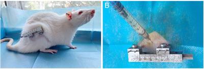 Rat bone marrow mesenchymal stem cells induced by rrPDGF-BB promotes bone regeneration during distraction osteogenesis